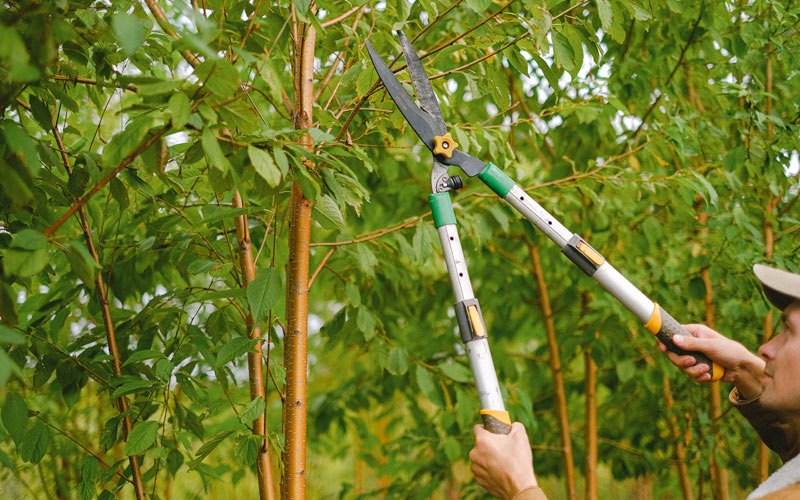 Tree trimming in Somersworth, NH